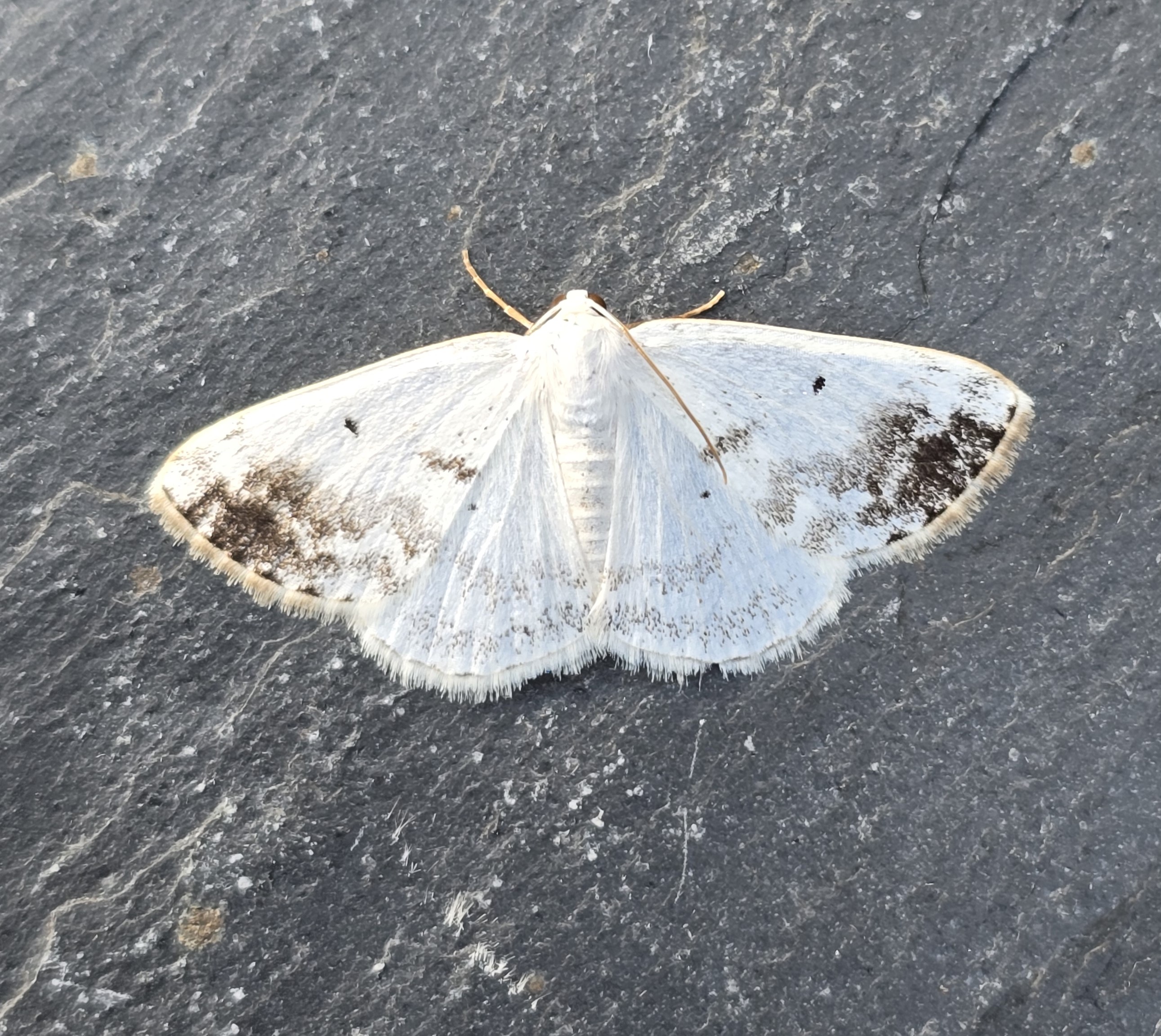 Photo of Clouded Silver (Lomographa temerata)